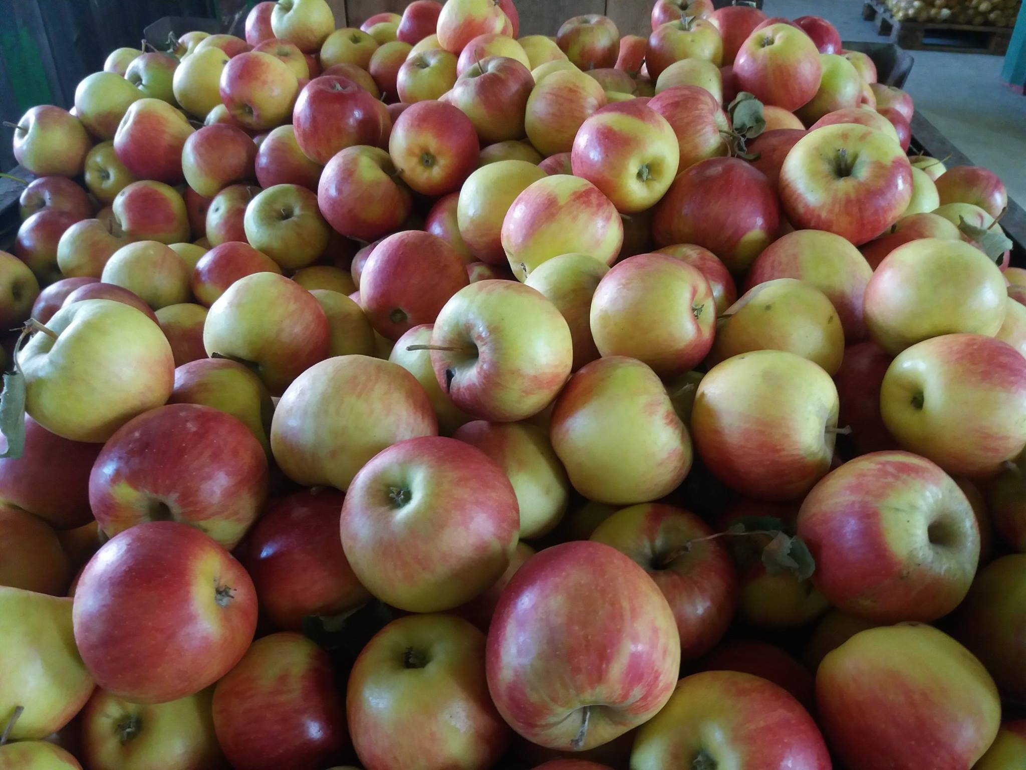 Právě si prohlížíte Poznej svého farmáře 2017 zakončily jablečné sady